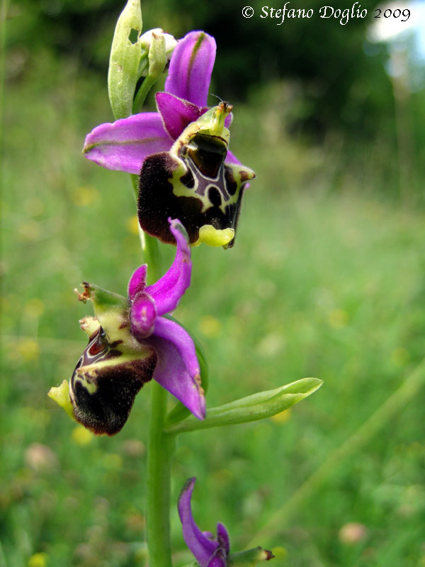 Ophrys fuciflora subsp. elatior (O. tetraloniae)